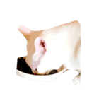 オッドアイ猫とヒョウモントカゲモドキ（個別スタンプ：13）