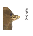 オッドアイ猫とヒョウモントカゲモドキ（個別スタンプ：15）