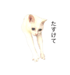 オッドアイ猫とヒョウモントカゲモドキ（個別スタンプ：16）