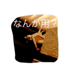 オッドアイ猫とヒョウモントカゲモドキ（個別スタンプ：22）
