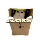 オッドアイ猫とヒョウモントカゲモドキ（個別スタンプ：24）