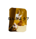 豆柴まめち（個別スタンプ：2）