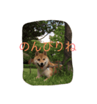 豆柴まめち（個別スタンプ：3）