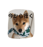 豆柴まめち（個別スタンプ：4）