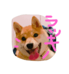 豆柴まめち（個別スタンプ：6）