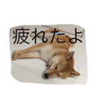 豆柴まめち（個別スタンプ：7）