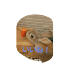 Chiffon rabbit（個別スタンプ：1）
