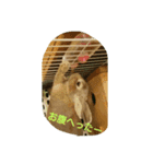 Chiffon rabbit（個別スタンプ：2）