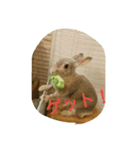 Chiffon rabbit（個別スタンプ：4）
