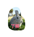 Chiffon rabbit（個別スタンプ：5）
