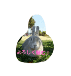 Chiffon rabbit（個別スタンプ：7）