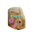 Chiffon rabbit（個別スタンプ：8）