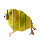 代わりに訴えかけてくれるインコ、メリスイ（個別スタンプ：1）
