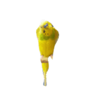 代わりに訴えかけてくれるインコ、メリスイ（個別スタンプ：2）