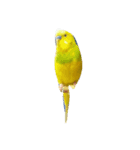 代わりに訴えかけてくれるインコ、メリスイ（個別スタンプ：3）