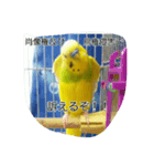 代わりに訴えかけてくれるインコ、メリスイ（個別スタンプ：4）