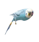 代わりに訴えかけてくれるインコ、メリスイ（個別スタンプ：7）