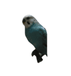 代わりに訴えかけてくれるインコ、メリスイ（個別スタンプ：8）