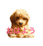 toypoodles ~Wonderful Life~（個別スタンプ：1）