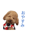 toypoodles ~Wonderful Life~（個別スタンプ：2）