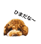 toypoodles ~Wonderful Life~（個別スタンプ：3）
