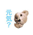 toypoodles ~Wonderful Life~（個別スタンプ：4）
