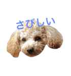 toypoodles ~Wonderful Life~（個別スタンプ：5）