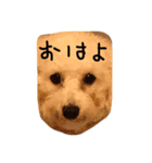 トイプージルとベルのあいさつ（個別スタンプ：3）