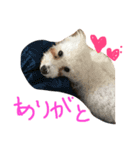 トイプージルとベルのあいさつ（個別スタンプ：6）