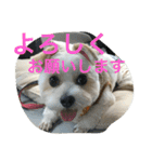 ビッケちゃん（個別スタンプ：3）
