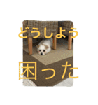 ビッケちゃん（個別スタンプ：8）