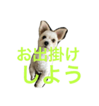 ビッケちゃん（個別スタンプ：10）