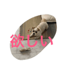 ビッケちゃん（個別スタンプ：13）