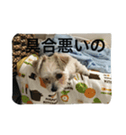 ビッケちゃん（個別スタンプ：14）