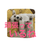 ビッケちゃん（個別スタンプ：16）