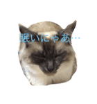 buchimoko（個別スタンプ：1）