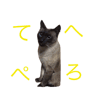 buchimoko（個別スタンプ：3）