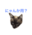 buchimoko（個別スタンプ：5）