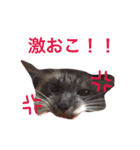 buchimoko（個別スタンプ：7）