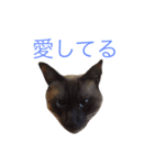 buchimoko（個別スタンプ：12）