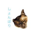 buchimoko（個別スタンプ：13）