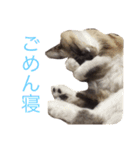 buchimoko（個別スタンプ：16）