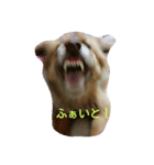 子犬のメルちゃん part2（個別スタンプ：6）