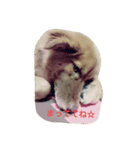 子犬のメルちゃん part2（個別スタンプ：7）