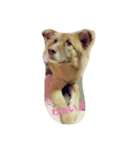 子犬のメルちゃん part2（個別スタンプ：8）