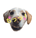 アルパカとちゃうよ利休くんやで（個別スタンプ：1）