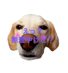 アルパカとちゃうよ利休くんやで（個別スタンプ：2）
