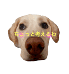 アルパカとちゃうよ利休くんやで（個別スタンプ：6）