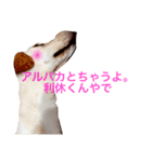 アルパカとちゃうよ利休くんやで（個別スタンプ：8）