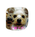 ハッピー・ヨーキー（個別スタンプ：7）